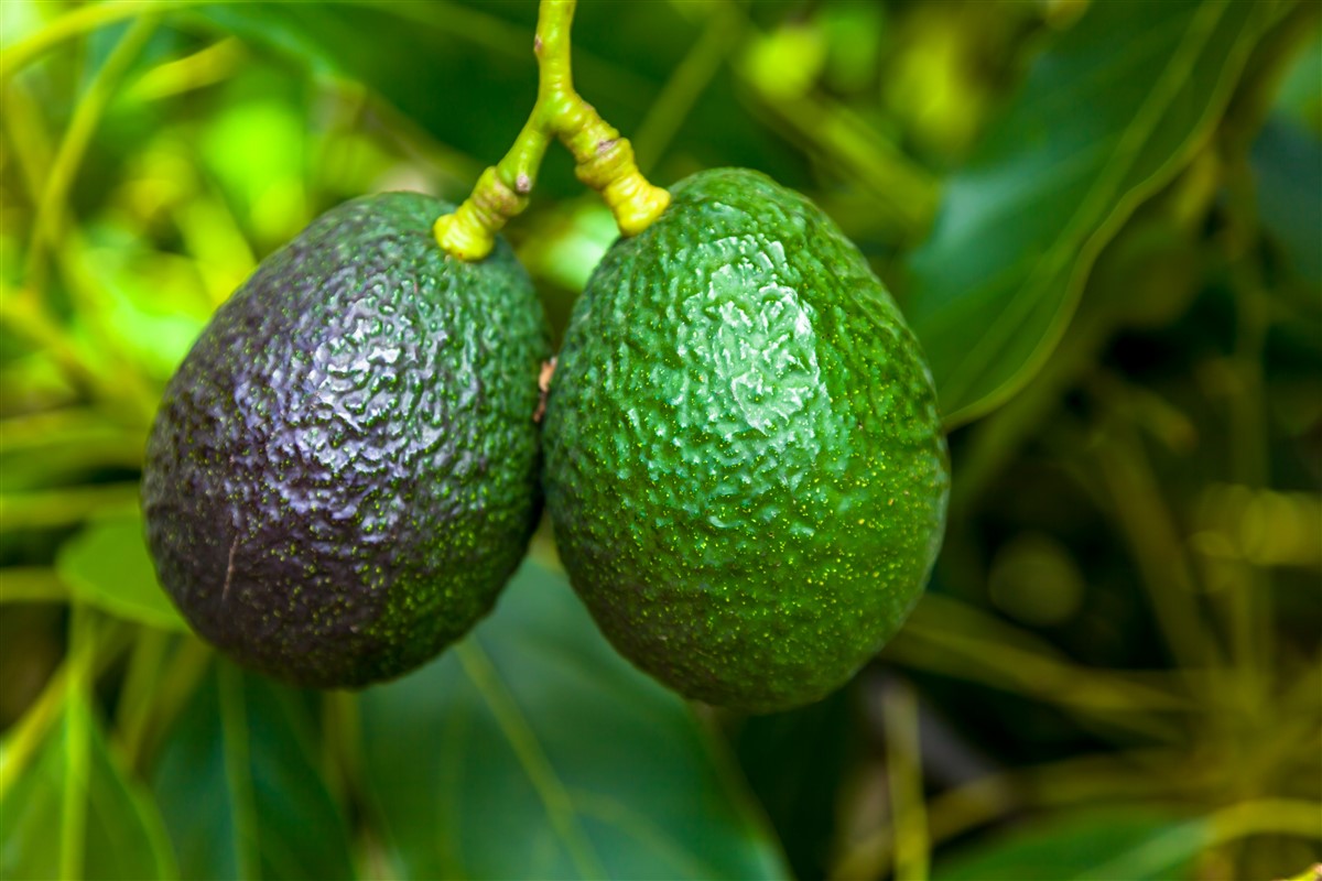 Initier un avocatier chez soi