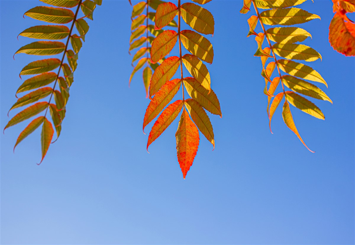 Les variétés de sumac de Virginie