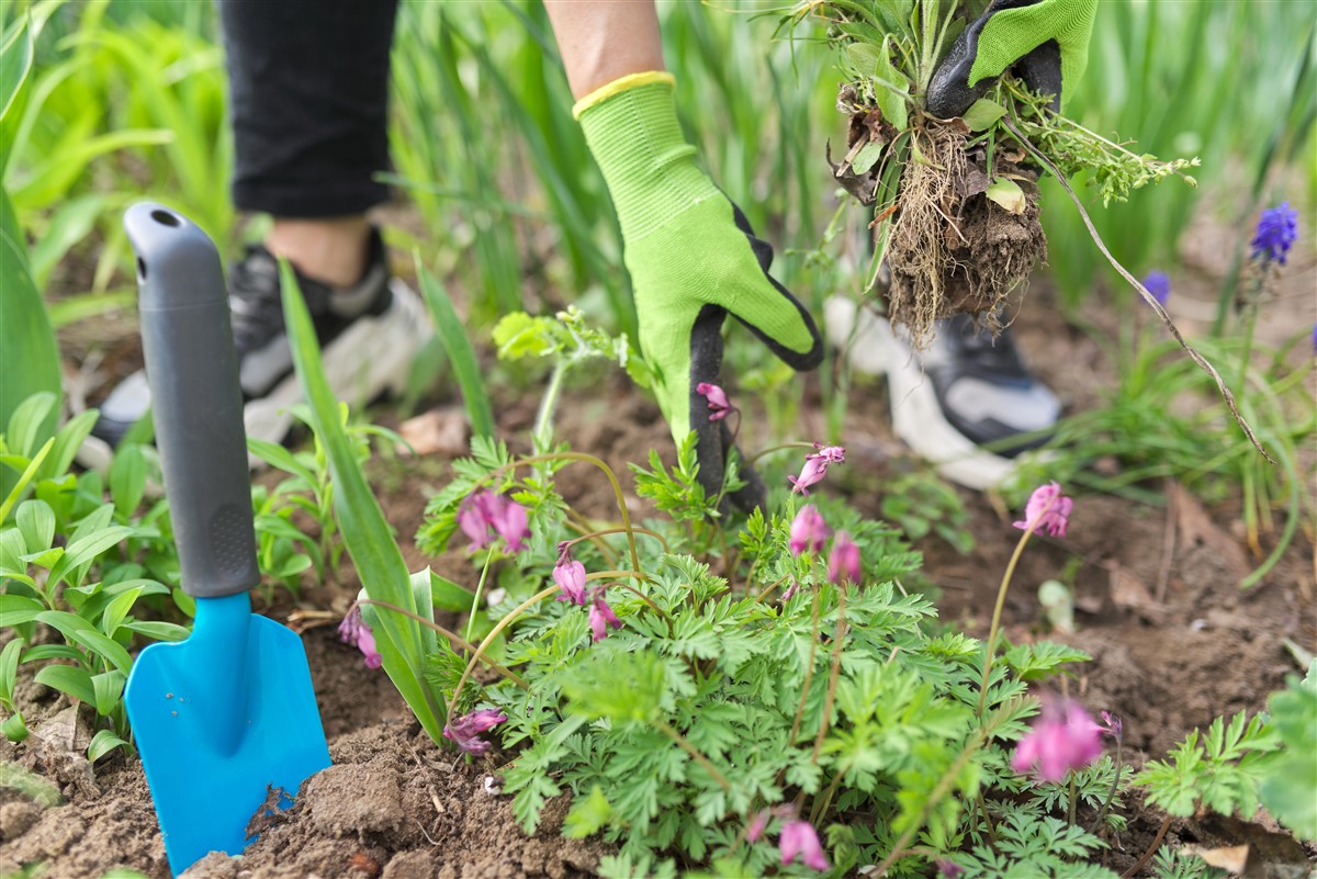 conseils pour une floraison