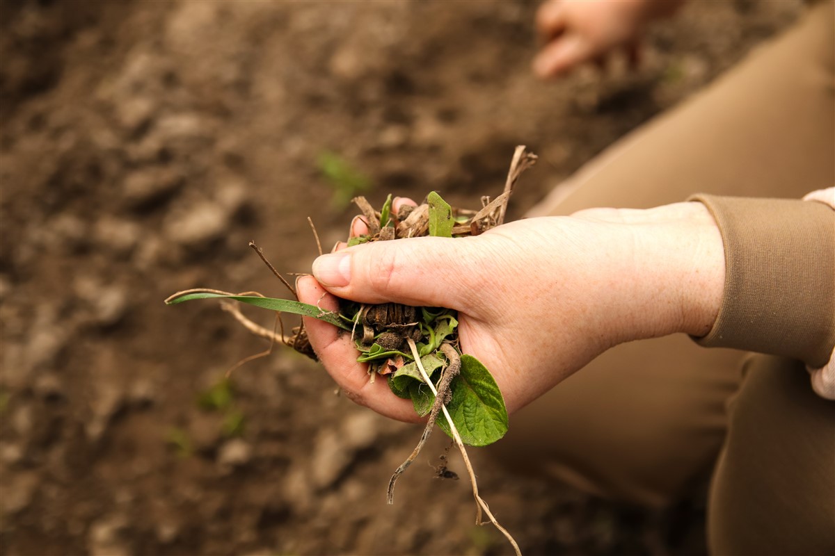 désherbant pour jardins écologiques