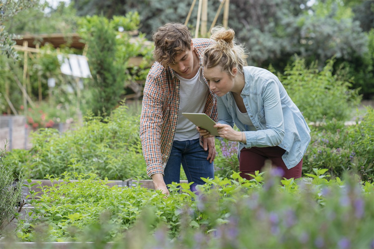 les potagers urbains