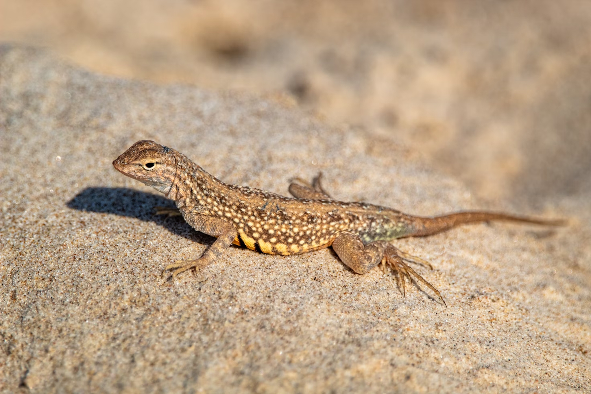 crotte lézard