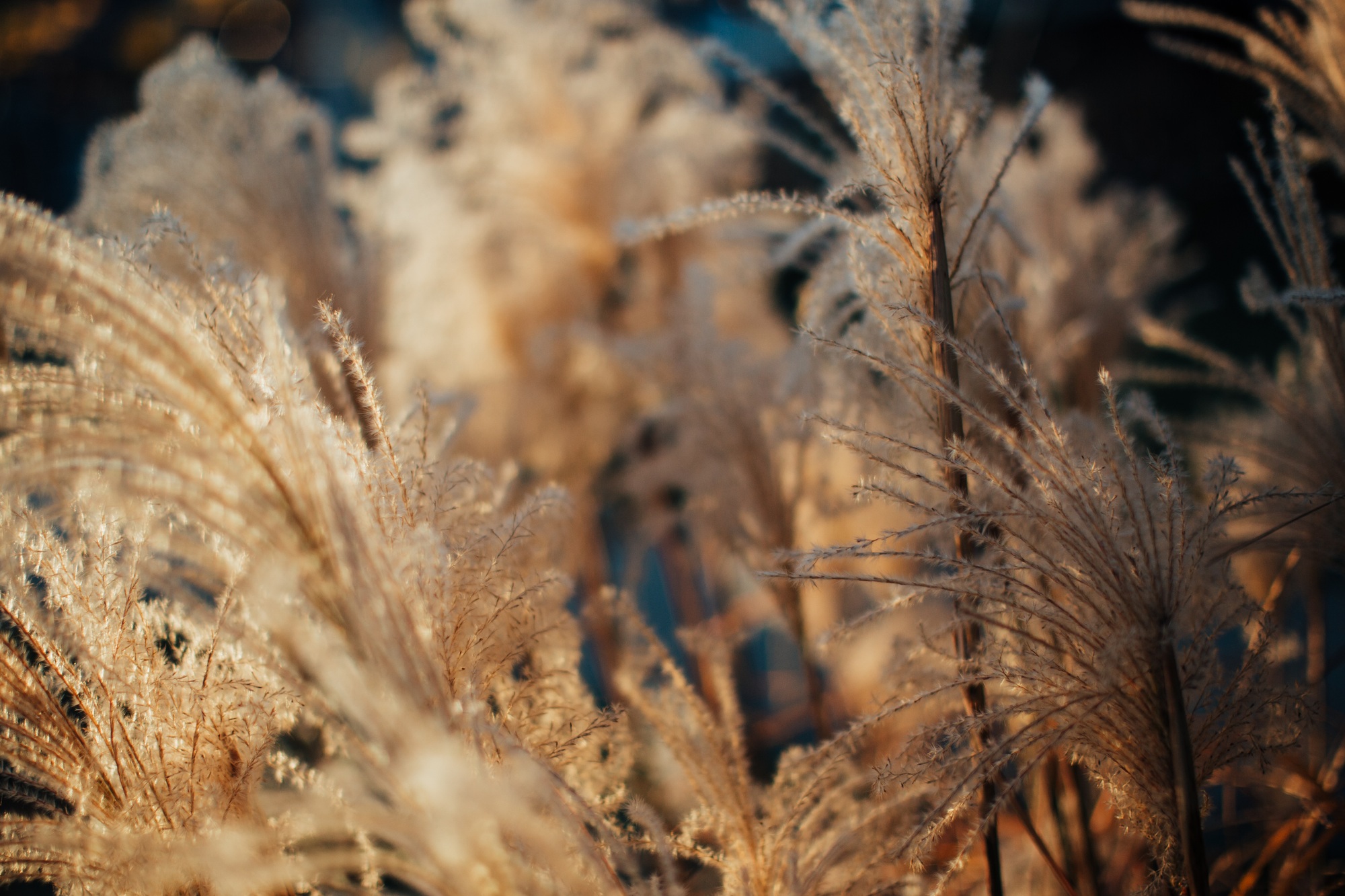 miscanthus