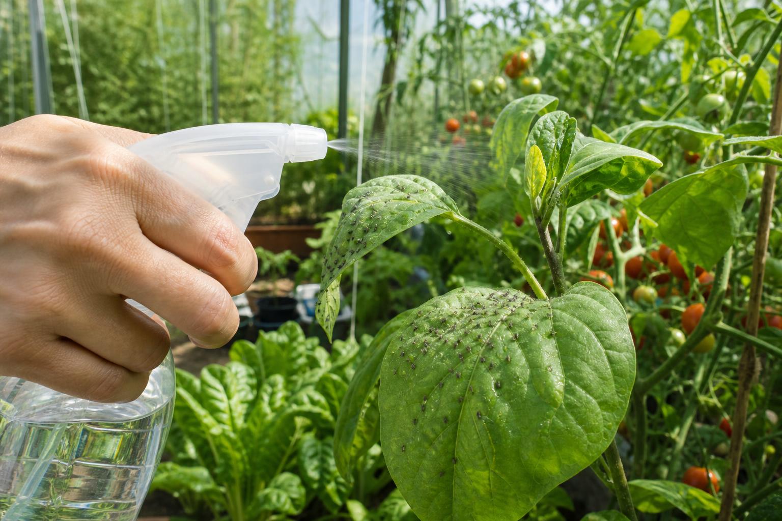 apprenez à éliminer efficacement les thrips de vos cultures en utilisant du vinaigre blanc, une méthode naturelle et économique pour protéger vos plantations.
