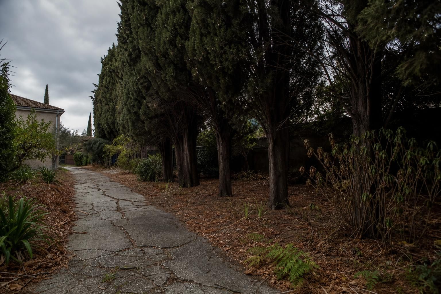 découvrez les inconvénients des cyprès dans vos projets de jardin et apprenez à éviter les problèmes courants pour un aménagement réussi.
