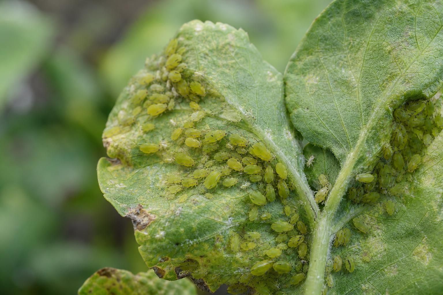 découvrez comment identifier rapidement une invasion de pucerons verts et les méthodes efficaces pour agir avant qu'ils n'endommagent vos plantes.