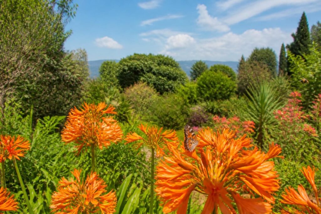 découvrez 5 raisons d'adopter l'agapanthe orange pour apporter couleur et vitalité à votre jardin et dynamiser votre paysage avec élégance.