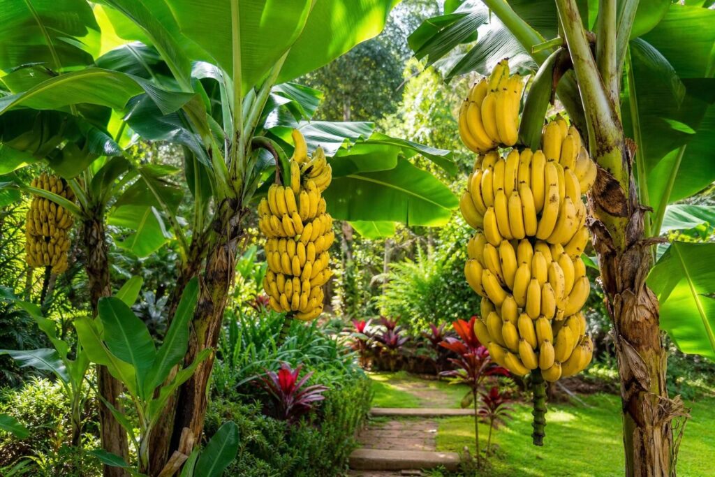 découvrez des idées inspirantes pour créer des jardins magnifiques avec des bananiers portant de belles bananes. transformez votre espace extérieur en un véritable paradis tropical.
