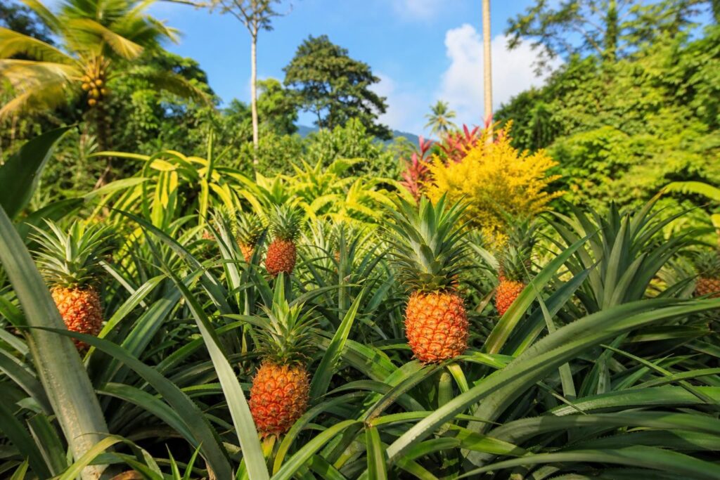 découvrez où poussent vraiment les ananas, les mystères des tropiques, et l'importance de cet arbre unique dans nos écosystèmes.