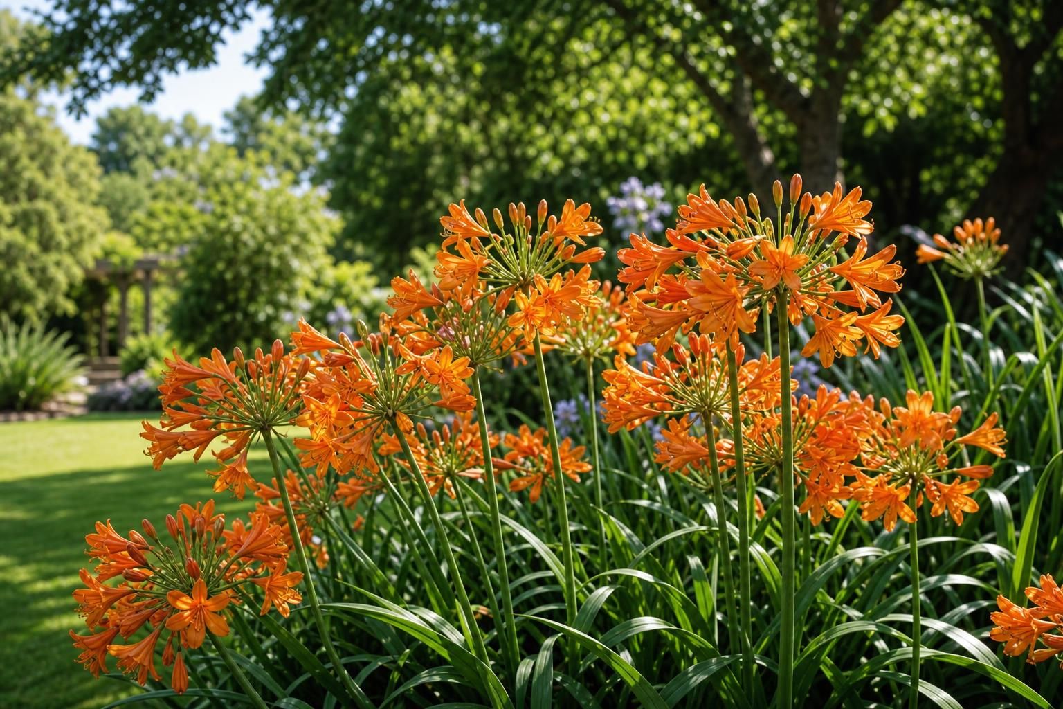 découvrez 5 raisons d'adopter l'agapanthe orange pour apporter couleur et vitalité à votre jardin et dynamiser votre paysage avec élégance.