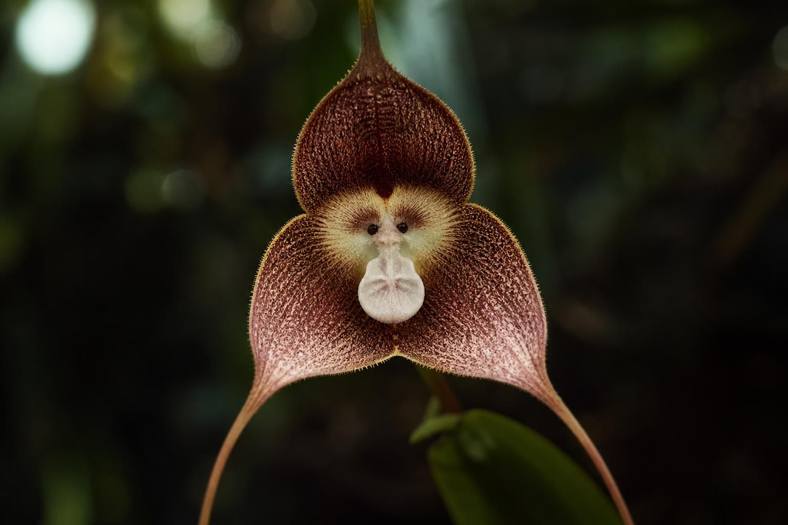 découvrez dracula simia, l'orchidée au visage de singe, symbole fascinant d'amour et de mystère dans l'univers botanique.