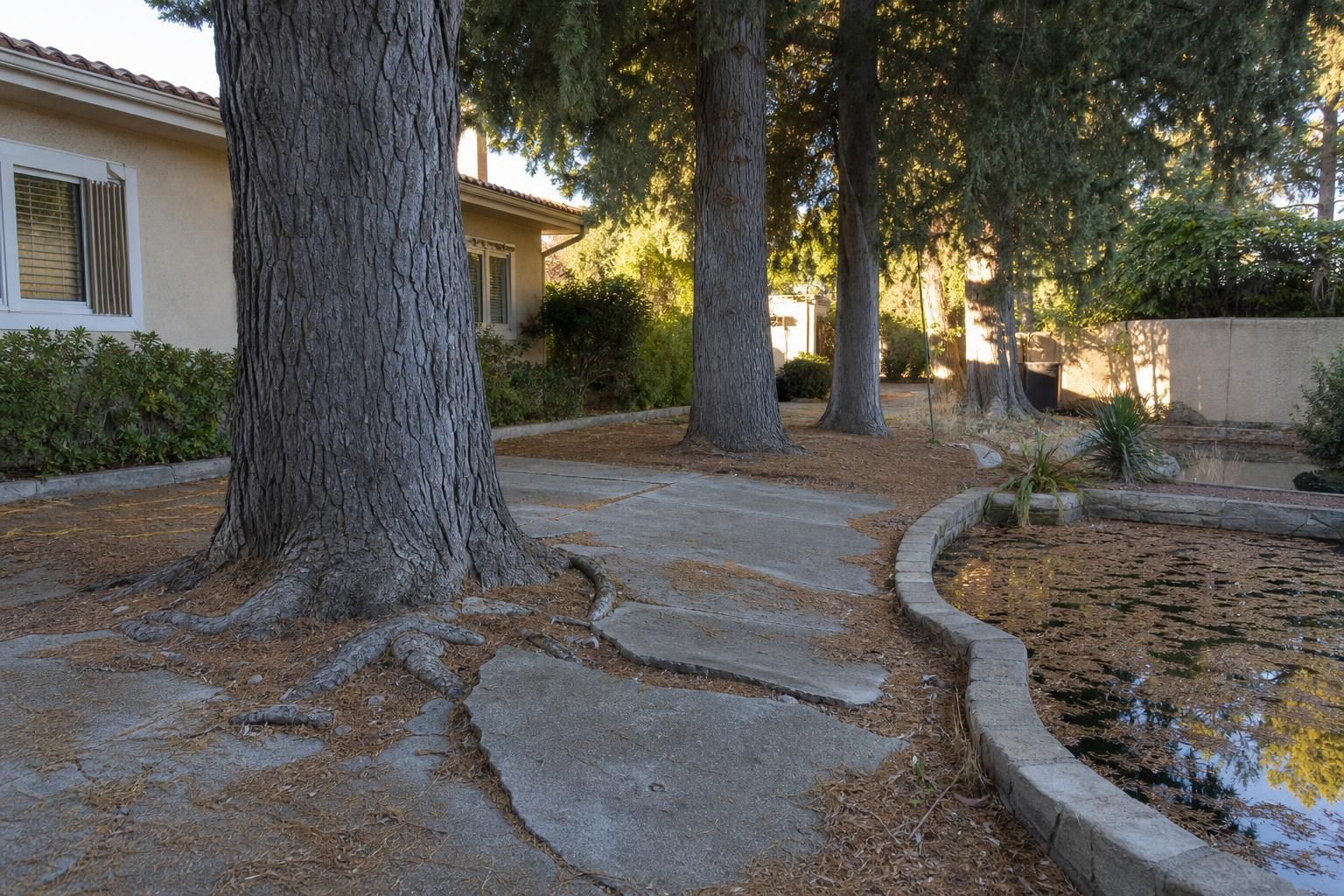 découvrez les inconvénients des cyprès dans vos projets de jardin et comment éviter les problèmes liés à leur plantation.