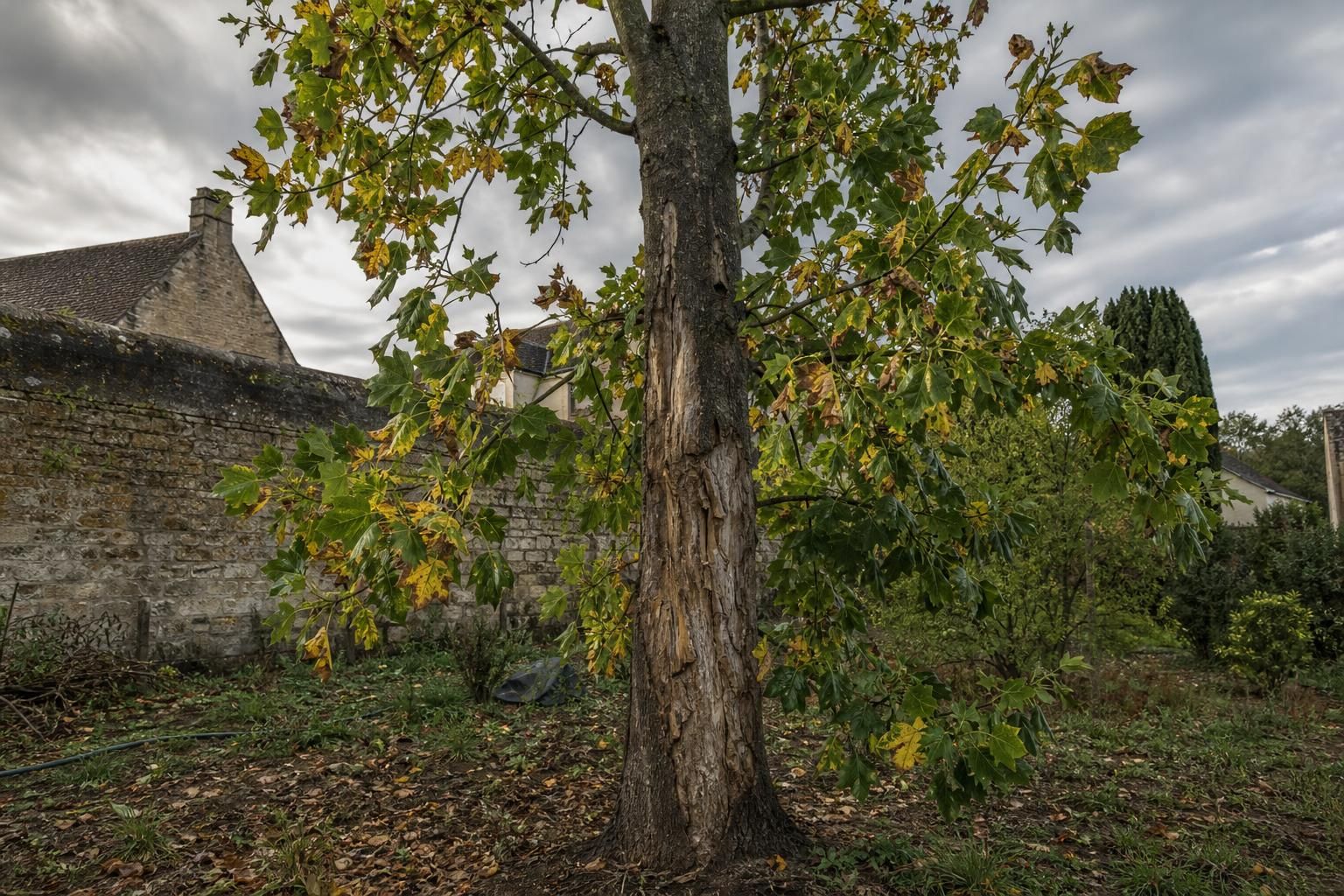 découvrez les inconvénients du tulipier de virginie pour adapter au mieux sa culture à votre région et assurer une croissance optimale de cet arbre majestueux.