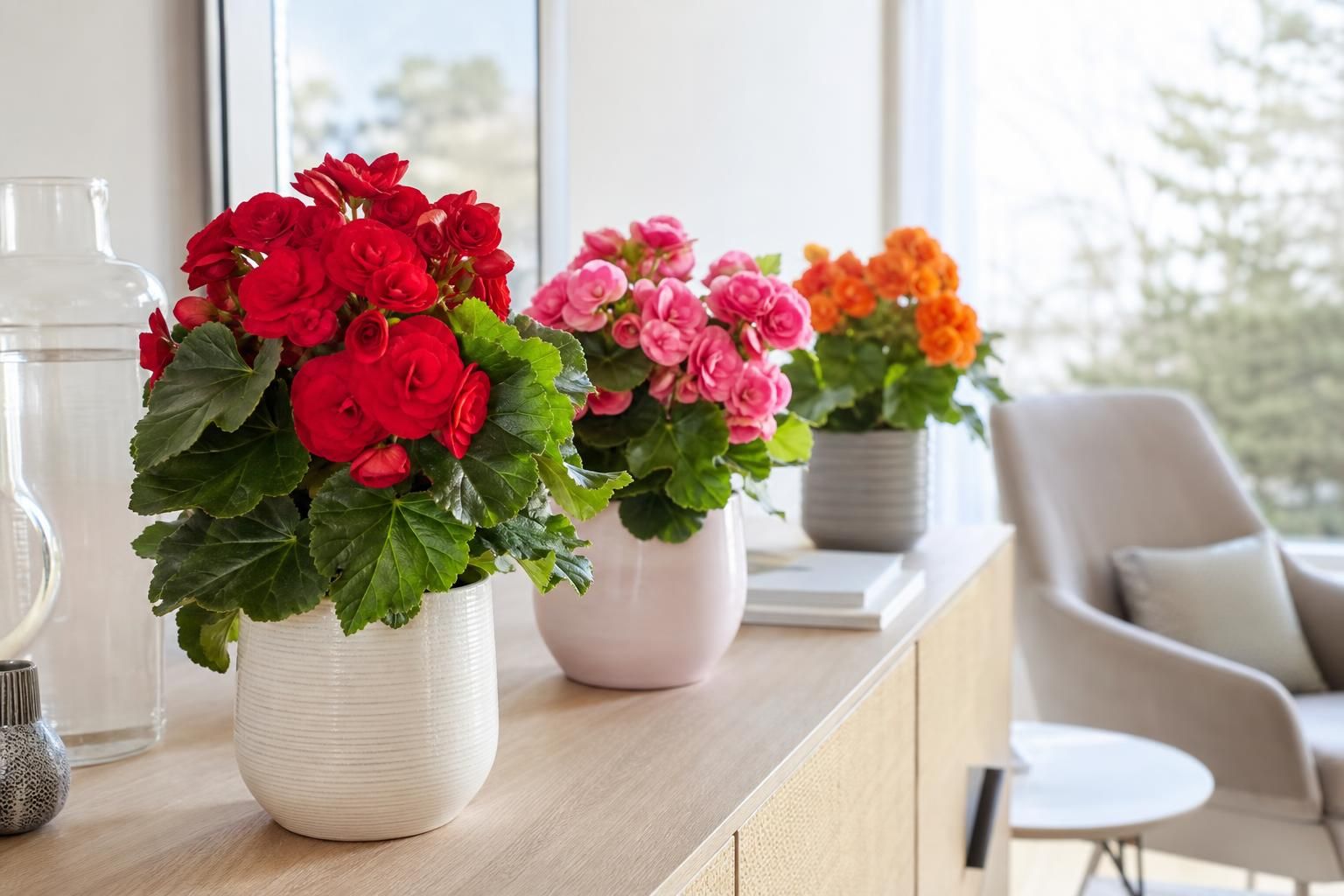 découvrez comment transformer votre espace avec des arrangements élégants de plants de bégonia elatior, apportant couleur et charme à votre décoration intérieure ou extérieure.